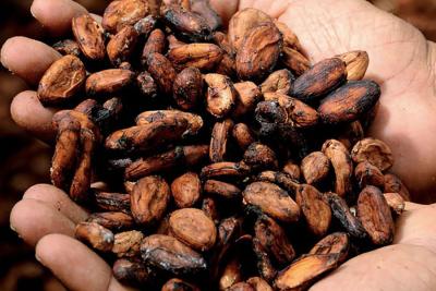 Aprovecha al 100% los beneficios del cacao